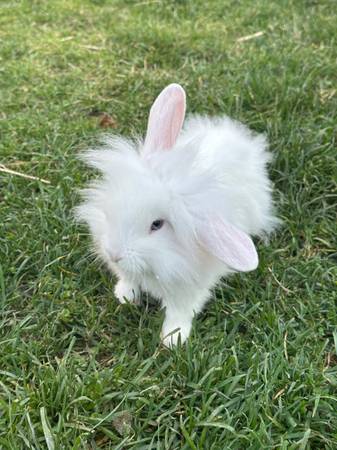 Rehoming   Three and Four -Month-Old Lionhead Lop Mix Bunnies/Rabbits (Lake Tapps)63995733530627122