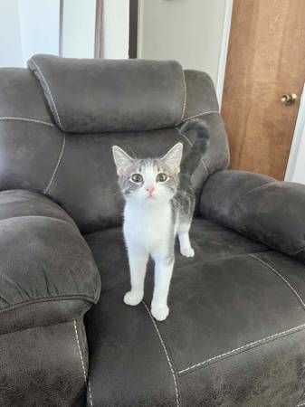 Gatita hembra63670840811011121