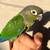 Baby Green Cheek Conure 5 thumbnail