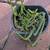 Succulent plant 2 thumbnail
