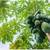Papaya plants 4 thumbnail