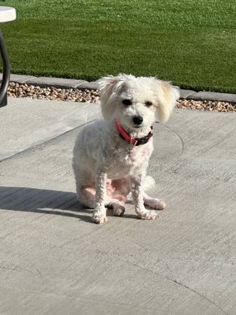 Rehoming Bichon/Chihuahua mix64007247681665120