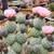 Geometricus cactus 1 thumbnail