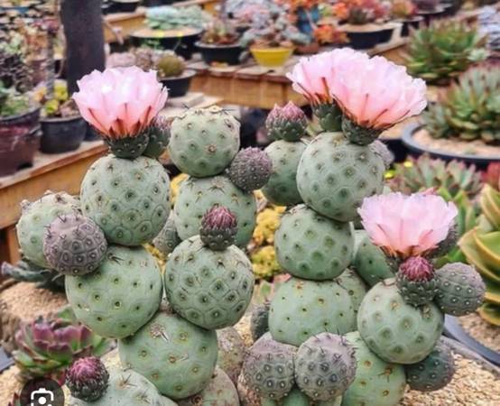Geometricus cactus 1