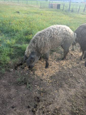 📰 ELIGIBLE MANGALITSA BACHELOR 1