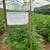 Colombian Cannabis Cultivation 1 thumbnail