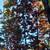 Maple 🍁🍁 Trees 3for$100 2 thumbnail