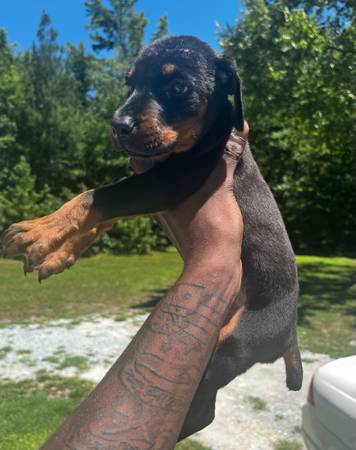 Female Doberman (Oxford)
