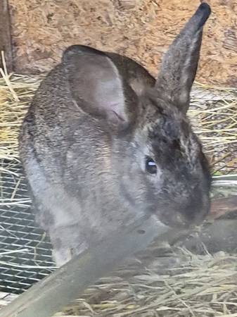 Rabits 1