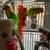 Rehoming Love Birds 1 thumbnail