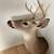 White Tail Deer Shoulder Mount Taxidermy 3 thumbnail