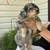 Mini Australian Shepherds Puppies For Rehome 5 thumbnail