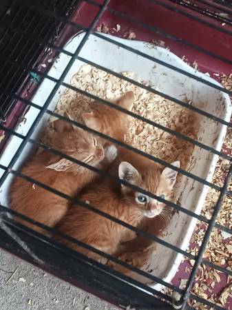 Free Kittens 1