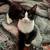 Cats 3 thumbnail