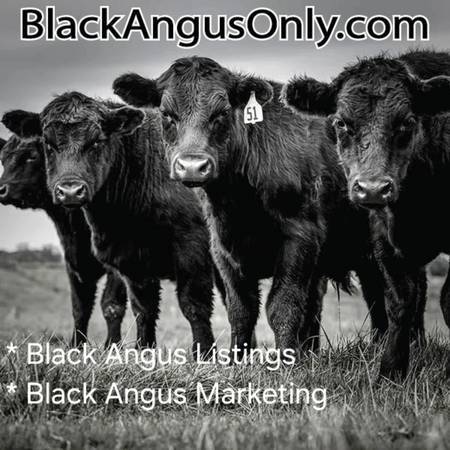 Black Angus Listings 1