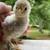 Chicks, hatching eggs 6 thumbnail