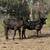 Black Heifer Calves | Beef Heifers 7 thumbnail