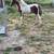 Mini horse stud colt 9 thumbnail