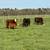 Miniature cows 4 thumbnail