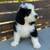 beautiful Bernedoodle puppies 3 thumbnail