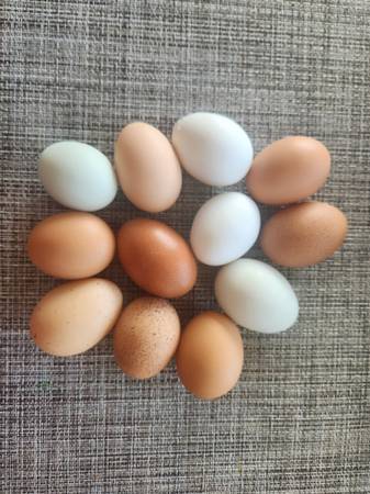 Farm Fresh Free Range Chicken Eggs 1