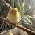 Baby cockatiels 1 thumbnail