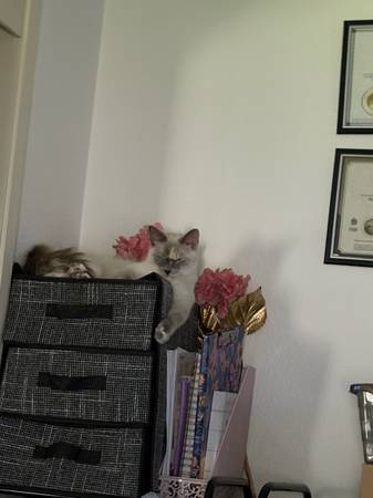 Siamese Cat (Sacramento)63848874027907124