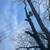 Tree removal!!Tree trimming!! Stump grinding!!Free Estimates 11 thumbnail