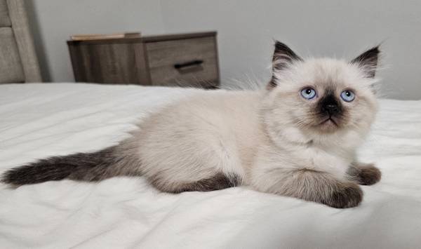Himalayan kittens (Battle Ground)63916449707522122