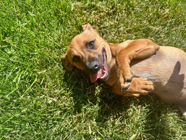 ¡EL CHORKIE NECESITA UN HOGAR!476682406771435526