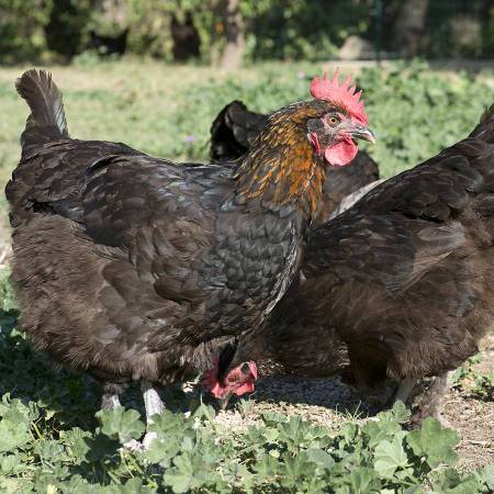 Black Copper Maran Chicken Hen 1