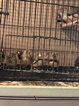 Zebra finches (Muskegon)63910107046019120