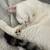 2year old cat and kitten 1 thumbnail
