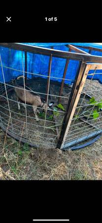 Cage kennel shelter coop 1