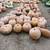 Pumpkins  Wholesale 7 thumbnail
