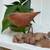 Set of 2 Hand-Carved Wooden Birds on Natural Wood Bases 3 thumbnail
