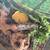 Pastel ball python with cage 6 thumbnail
