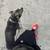 Pitbull male 3 thumbnail