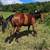 AQHA Yearling Gelding 4 thumbnail