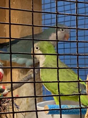 Breeding Quaker Pairs for Sale - $400 Per Pair (College Station)63866871632513121