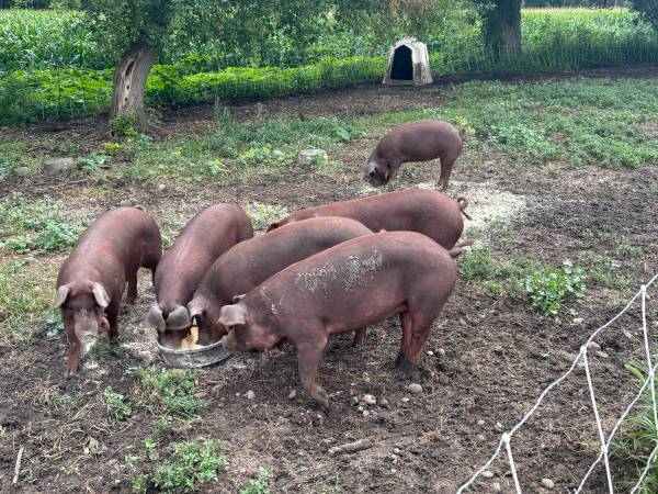 6 red wattle gilts and duroc boar 1