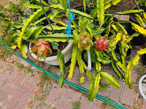White drago fruit plant 1