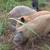 Herd of Mangalitsa Pigs 8 thumbnail