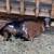 Nigerian dwarf  goats 9 thumbnail