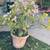 Jade Plants $20 & A Large Succulent $30 3 thumbnail
