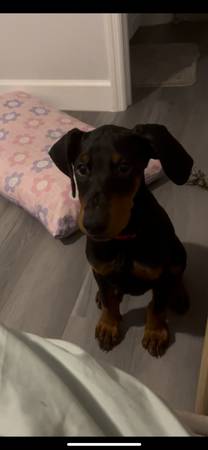 Doberman Pincher63687883376641123