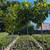 Magnolia Tree 3 thumbnail
