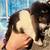 3 Holland lop little girls left! 1 thumbnail
