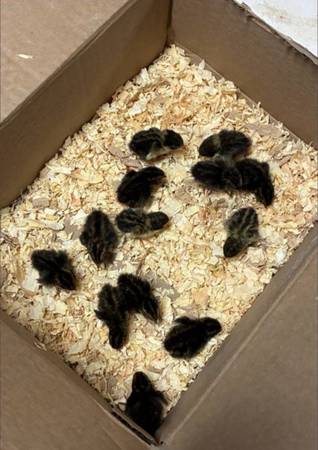Button quail 1