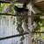 Pigeons 3 thumbnail